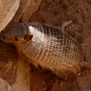 Armadillo