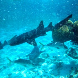 Belize - Shark and ray alley