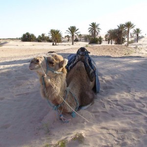 Η ψηλομύτα καμήλα