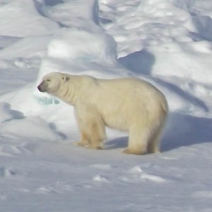 Svalbard - Hinlopenstretet