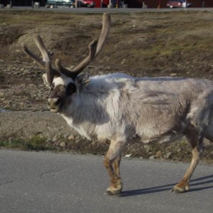 Longyearbyen