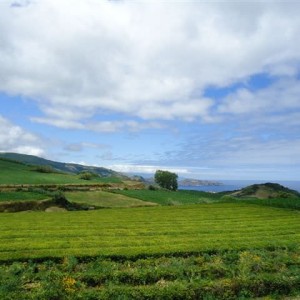 Σάο Μιγκέλ (Porto Formoso-Tea plant)