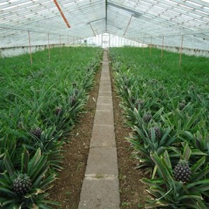 Σάο Μιγκέλ (Faja de Baixo-Pineapple greenhouse)