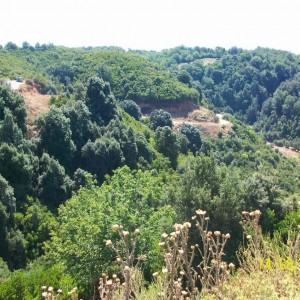 Θέα από χωριό Φολόης