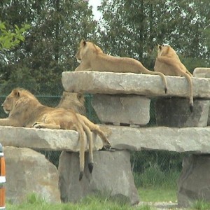 Toronto- African Lion Safari