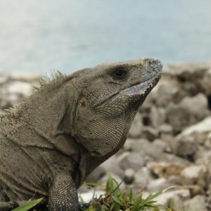 Tulum