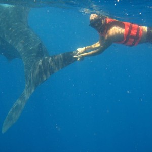 Whale sharks