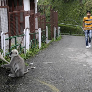 Shimla-India