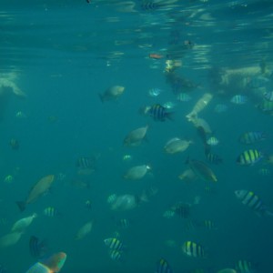 snorkeling @ phi phi islands