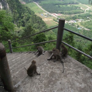 Tiger Temple steps