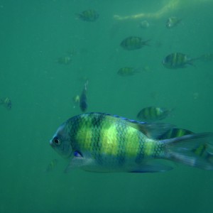 snorkeling @ chicken island