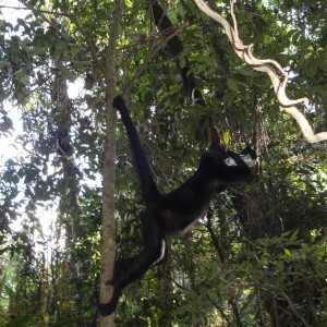 Monkey drinking mineral water in Monkey Island 18.8.2011