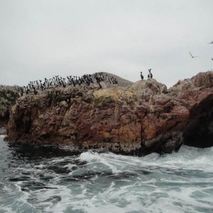 Islas Ballestas 15.8.2011