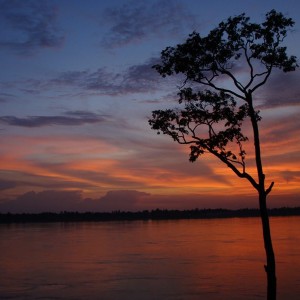 cambodia 8/2011 Kratje -Mekong rv.