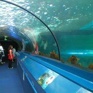 Sydney aquarium