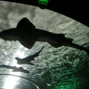 Sydney aquarium