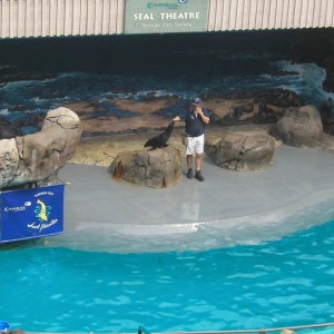 Seal theater @ Taronga Zoo