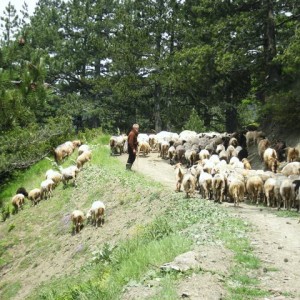 Τσοπάνης στο Μέτσοβο