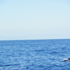 Moheli - δελφίνια