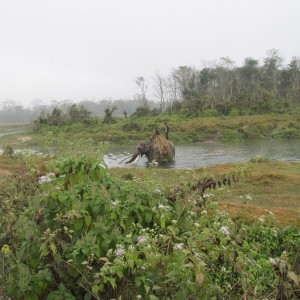 Chitwan national park