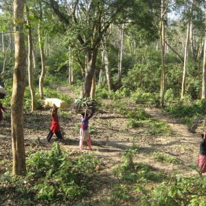 Chitwan national park