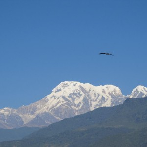 Himalayas: Machapuchare (Fish-tail Mountain)