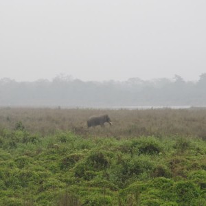 Chitwan national park