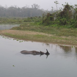 Chitwan national park