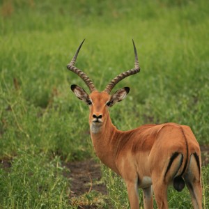 safari selous tanzania