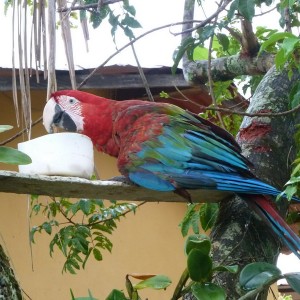 Macaw