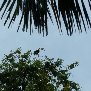 Tucan