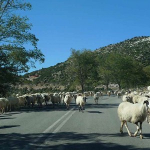 Κυκλοφοριακό στο δρόμο προς τις Βάσσες