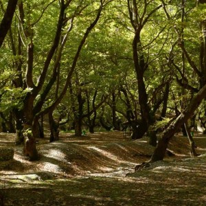 Πλατανόδασος στο Πλανητερό