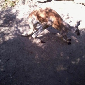 Σίδνει - Taronga Zoo - Καγκουρό