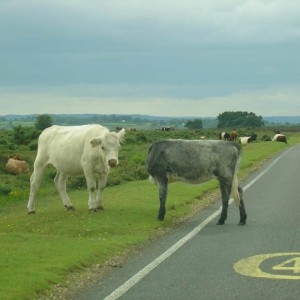 The New Forest