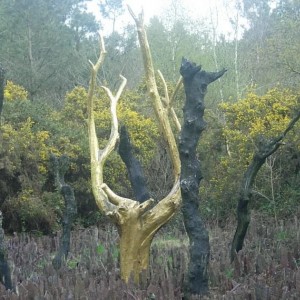 La foret de Broceliande