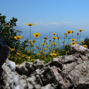 alpino-maggiore