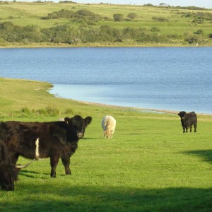 Bodmin Moor