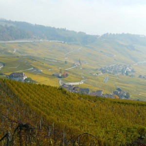 Lavaux vineyards