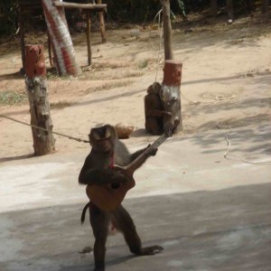 monkey show