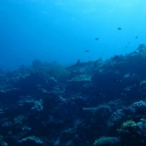 Diving_in_Solomon_Islands_3_