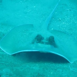 Diving_in_Solomon_Islands_4_