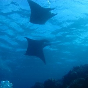 Diving_in_Solomon_Islands_5_