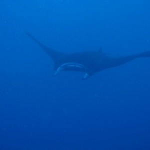 Diving_in_Solomon_Islands_6_