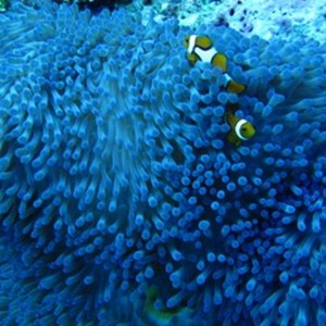 Diving_in_Solomon_Islands_7_