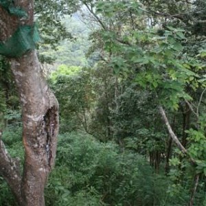 Doi Suthep-διαδρομή