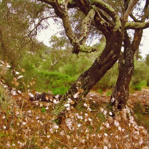 OliveTrees