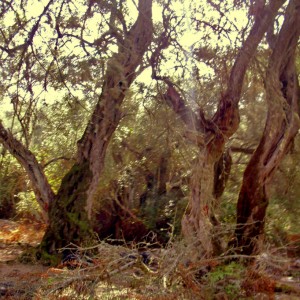 OliveTrees