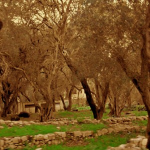 OliveTrees