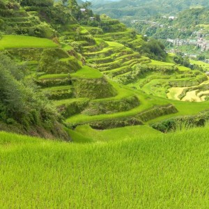 rice terraces